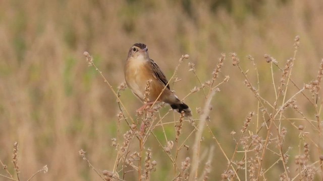 Cisticole des joncs - ML625576447