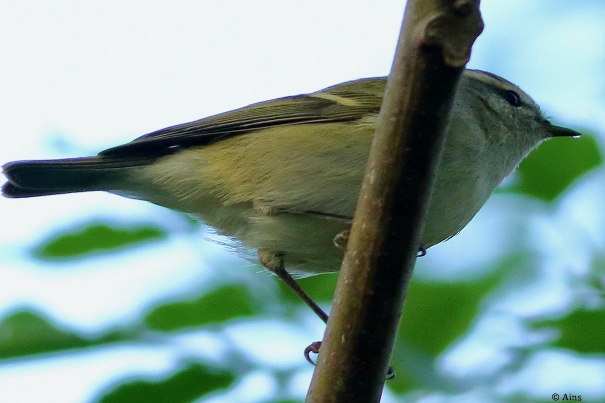 Hume's Warbler - ML625576450