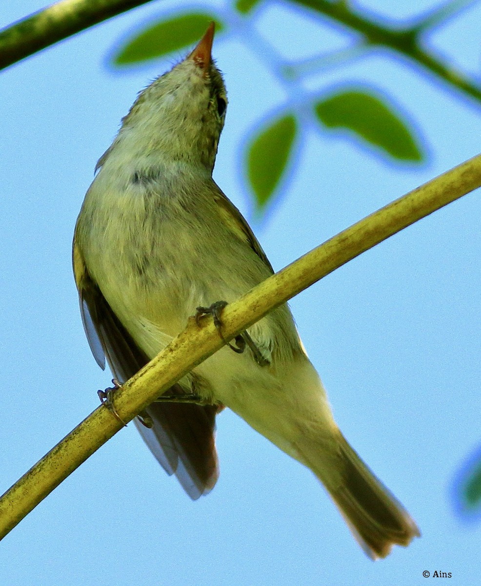 Greenish Warbler - Ains Priestman