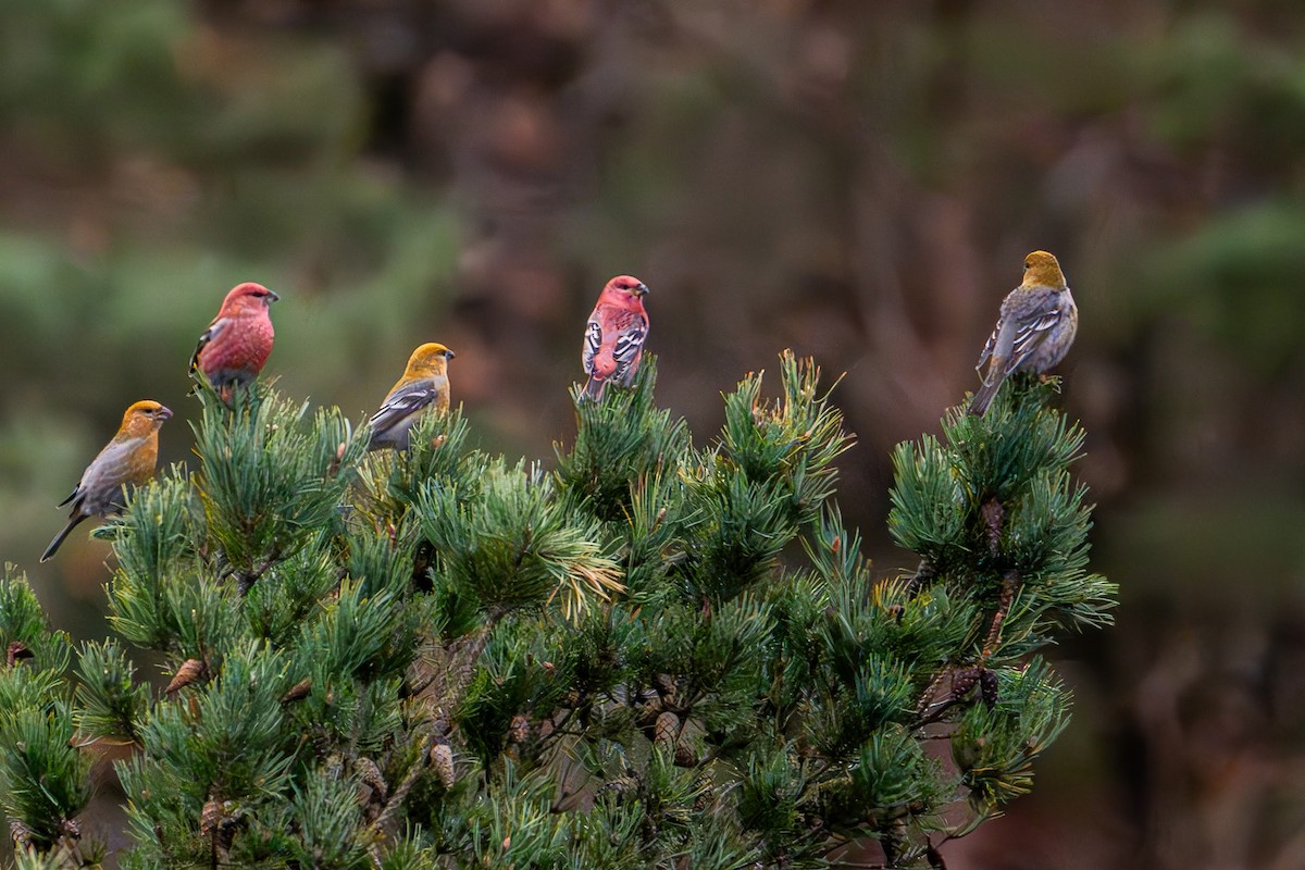 Pine Grosbeak - ML625576565