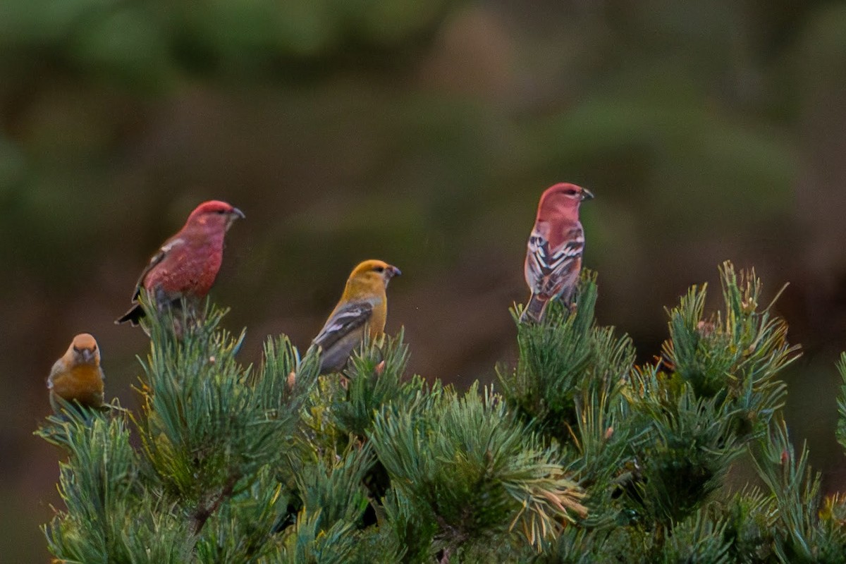 Pine Grosbeak - ML625576566