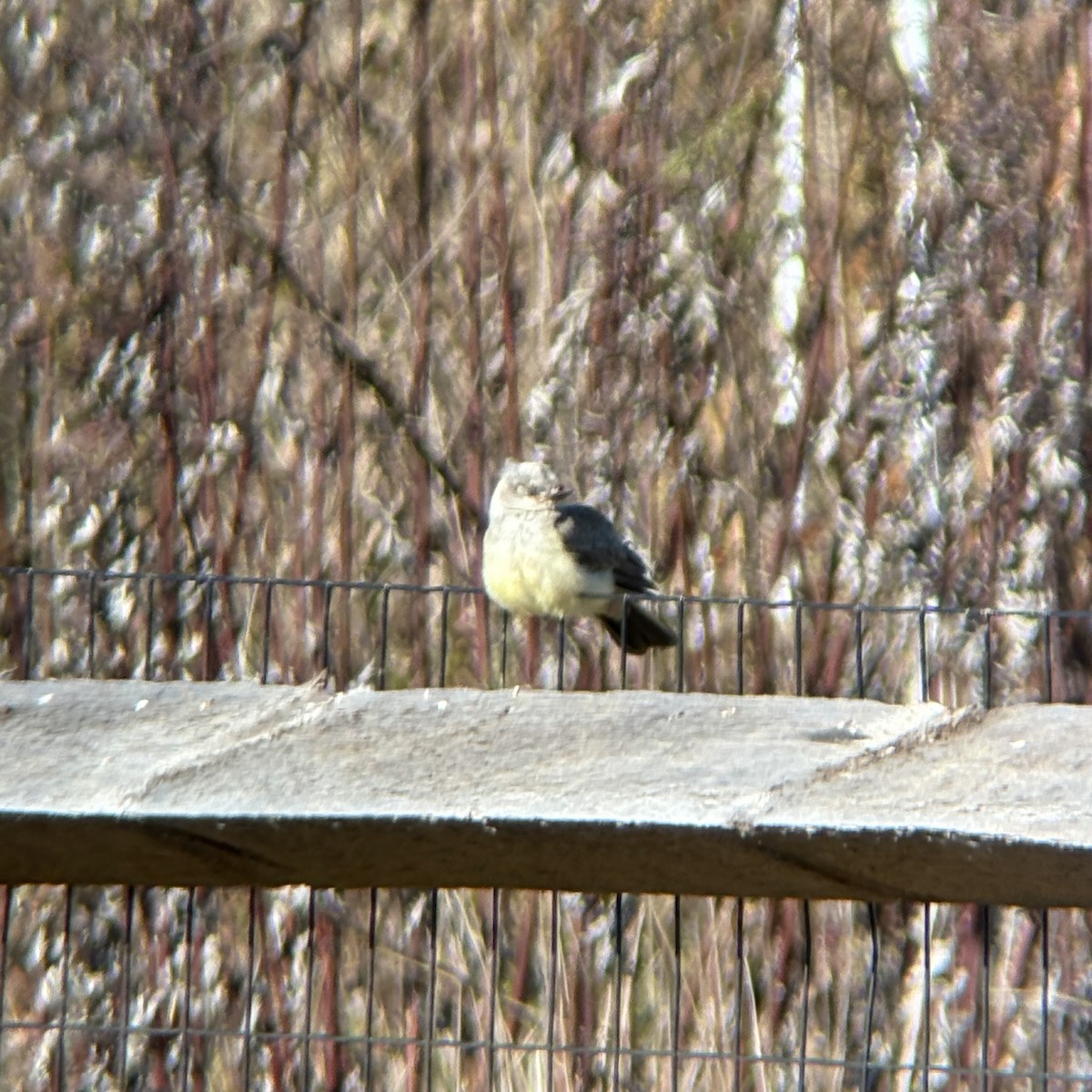 Western Kingbird - ML625576663