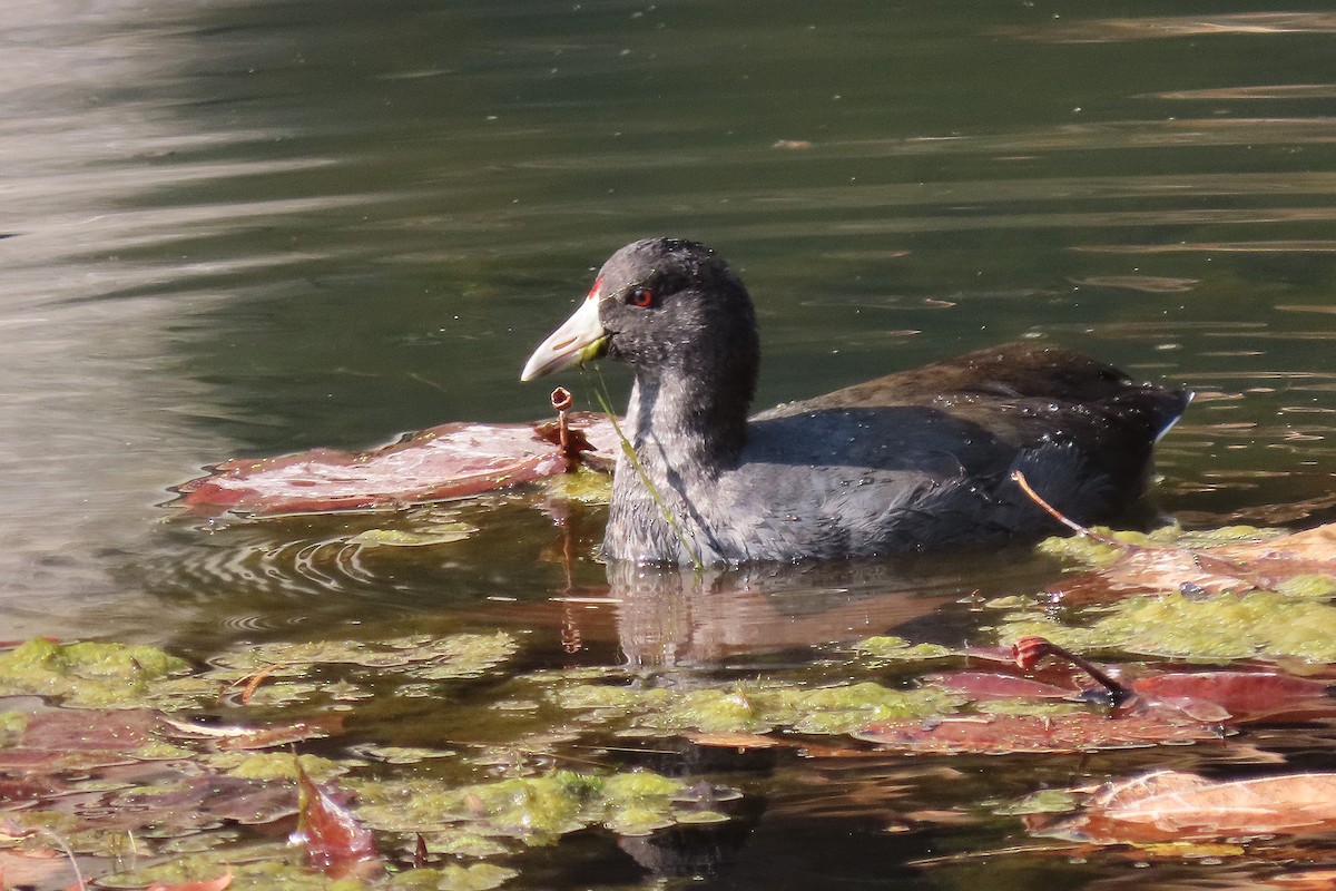 American Coot - ML625576673