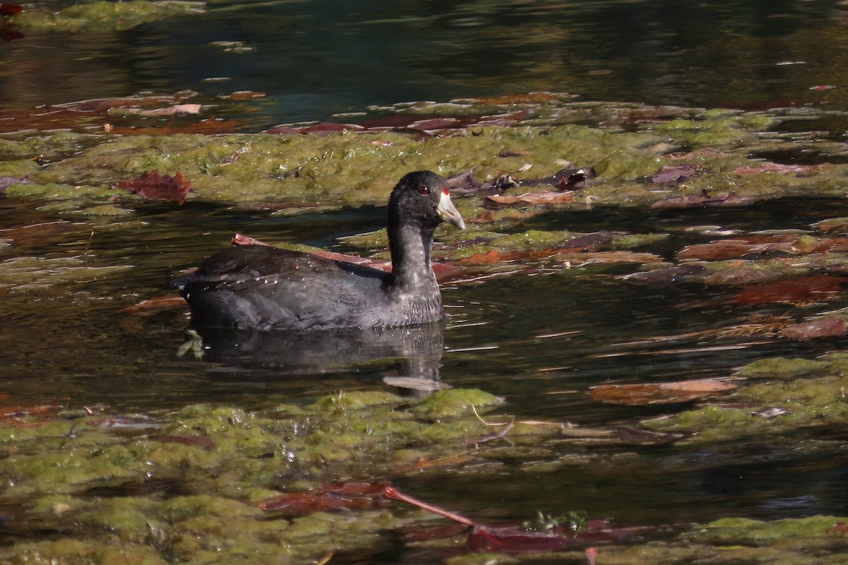 American Coot - ML625576675