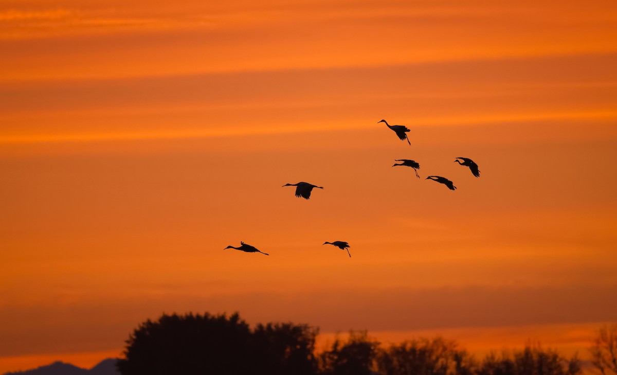 Sandhill Crane - ML625576855