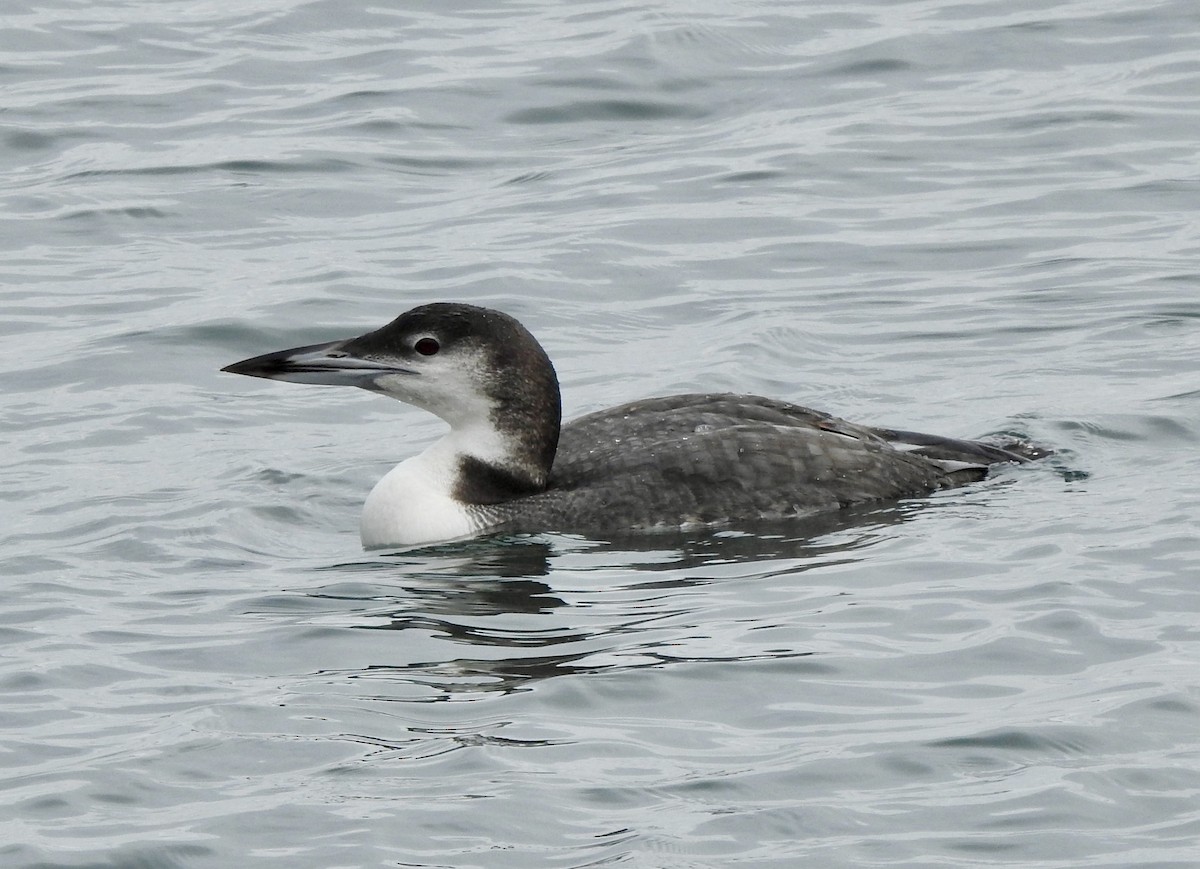 Common Loon - ML625576909