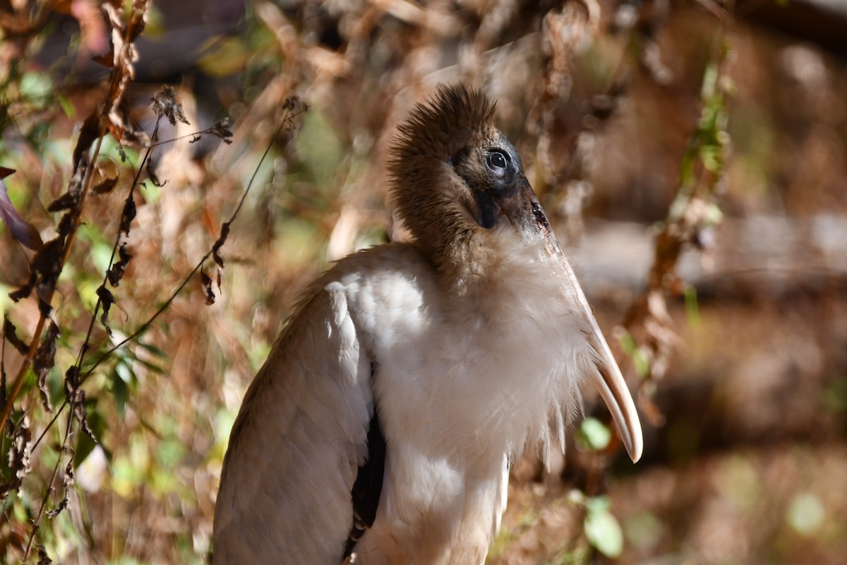 Wood Stork - ML625576911