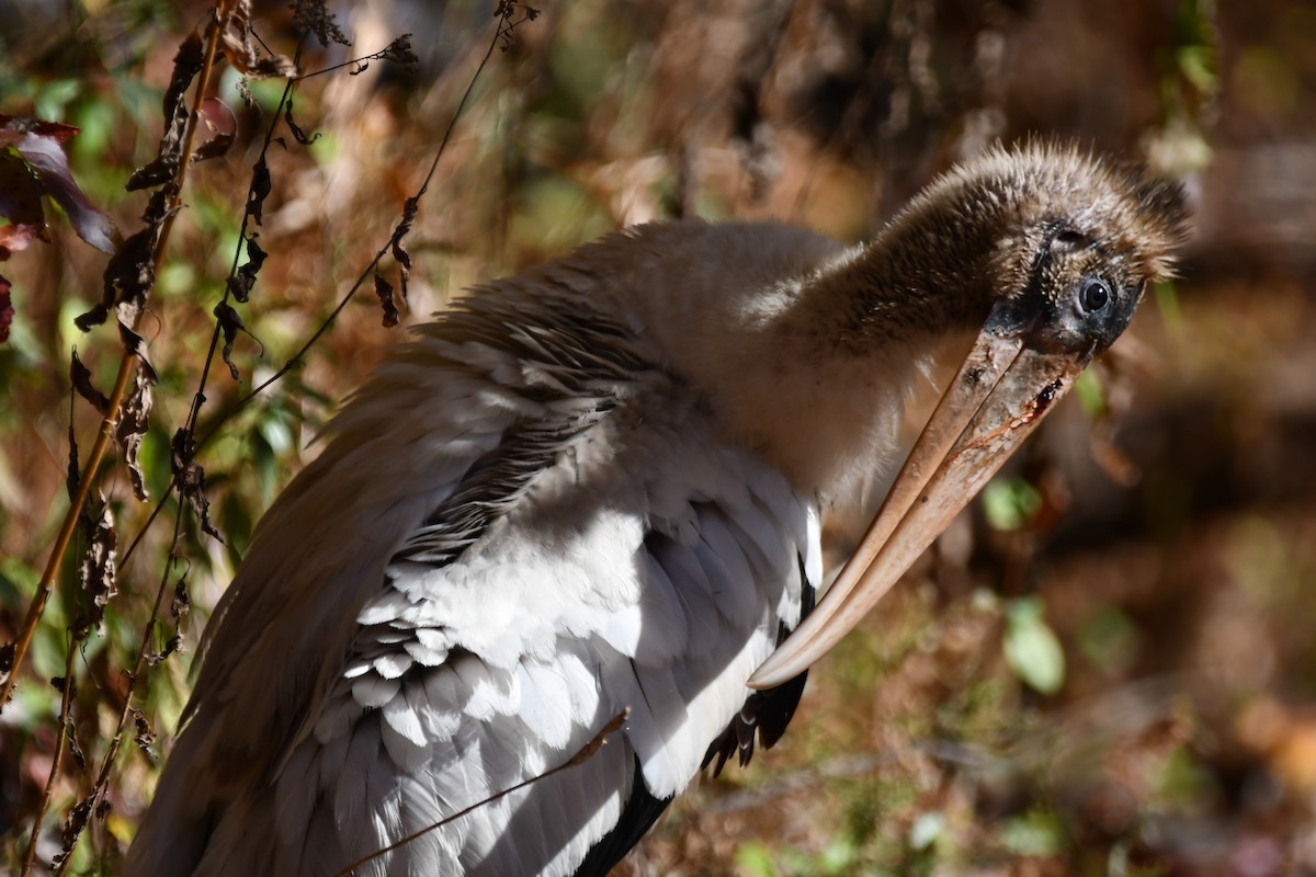 Wood Stork - ML625576912