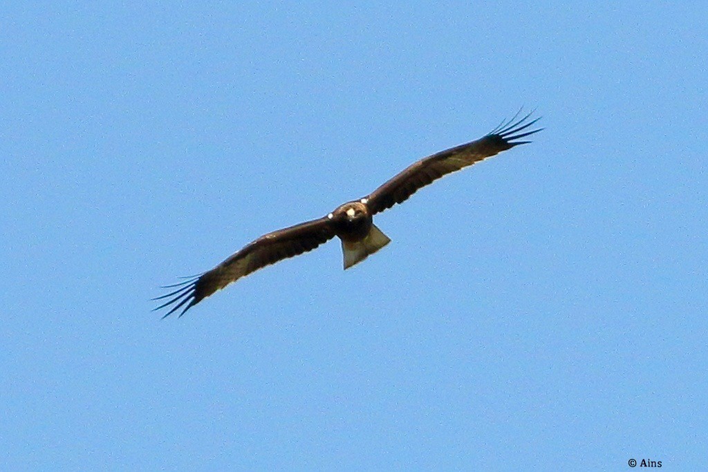 Booted Eagle - ML625576938