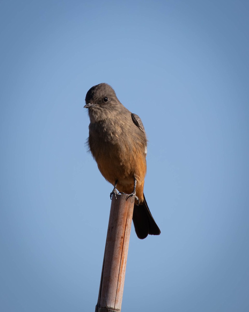 Say's Phoebe - ML625576967