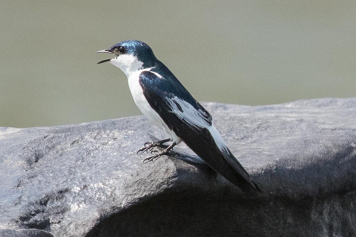 Hirondelle à ailes blanches - ML62557701