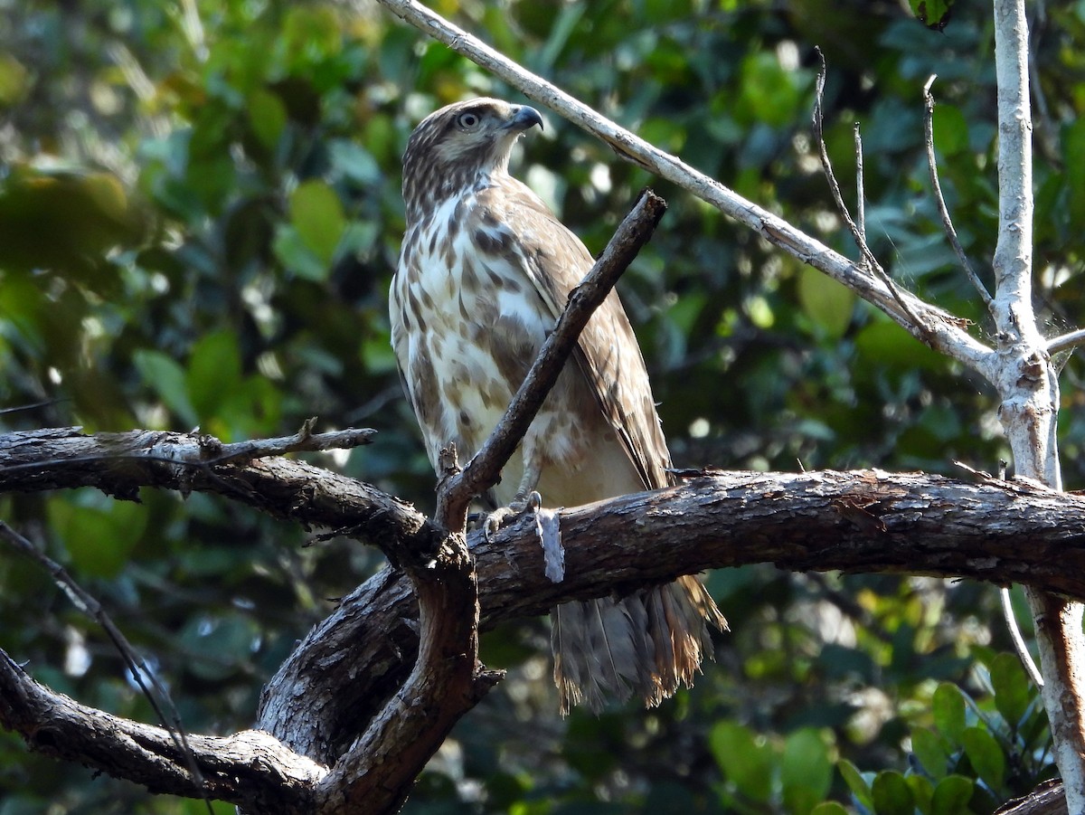 Madagascar Cuckoo-Hawk - ML625577063