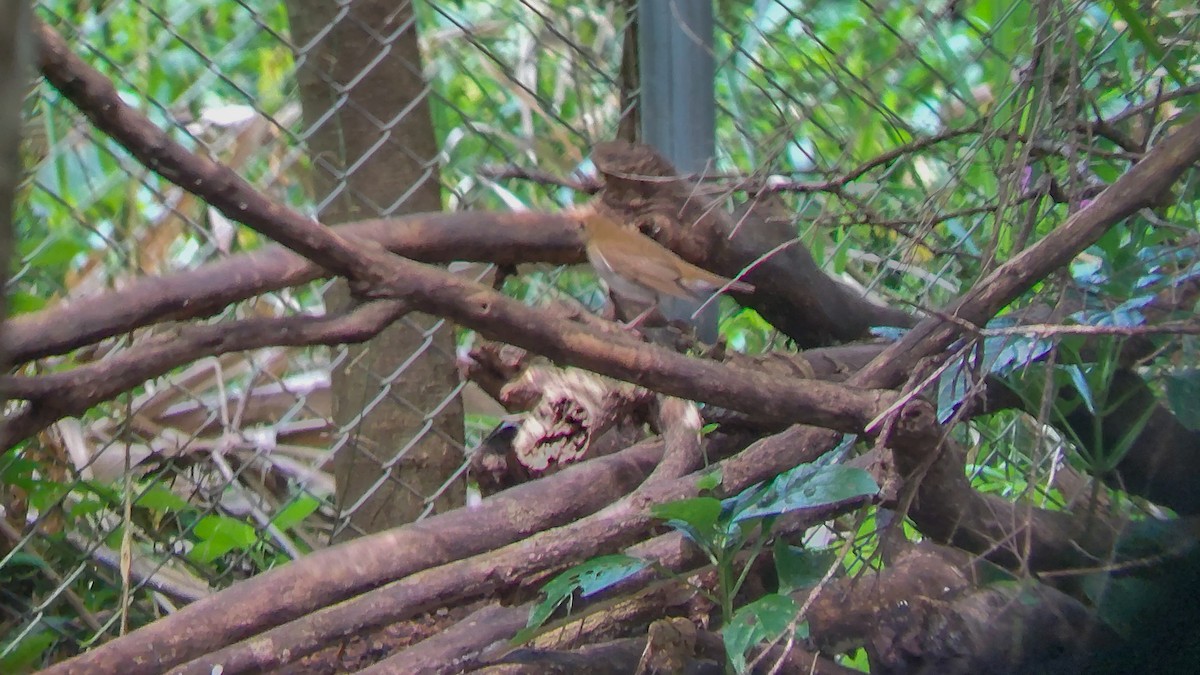 Veery - ML625577066