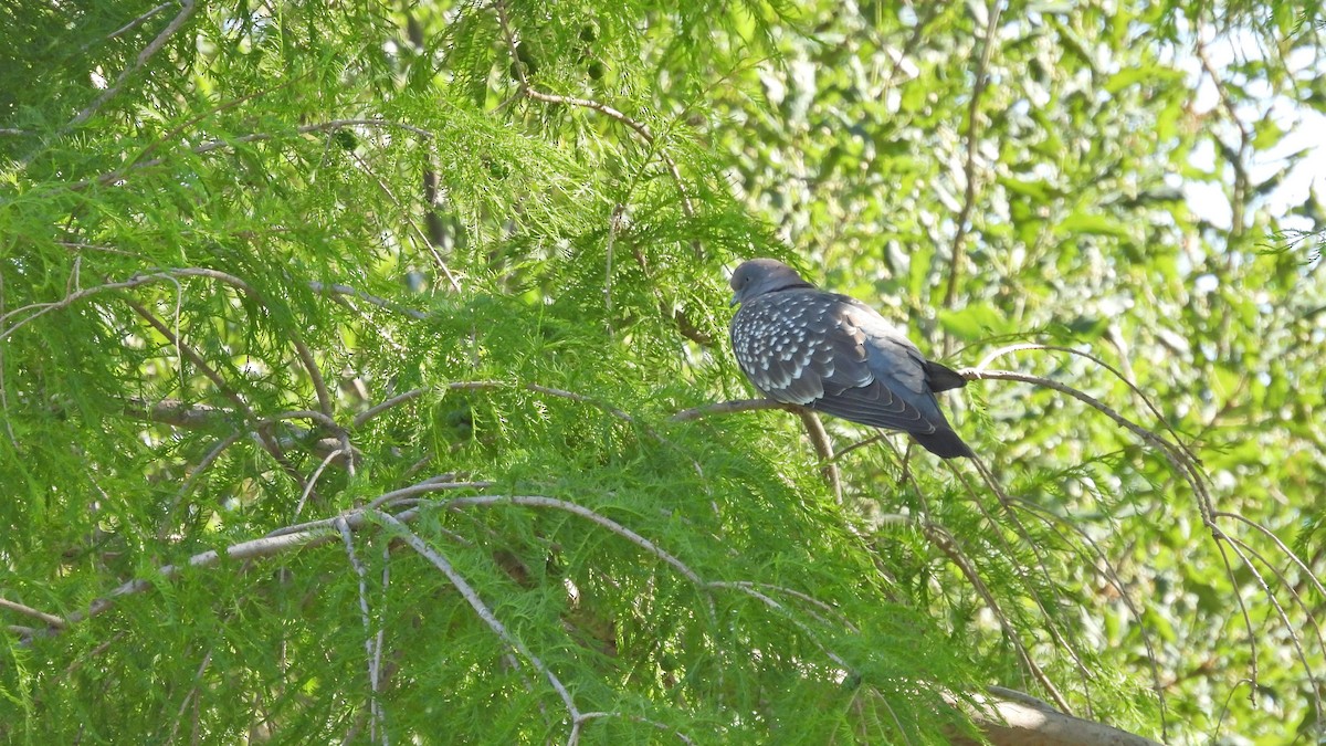 Spot-winged Pigeon - Hugo Valderrey