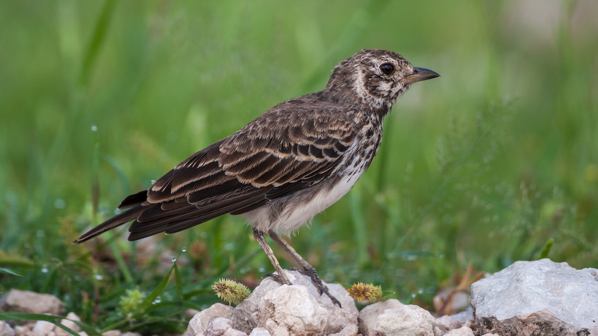 Dusky Lark - ML625577134