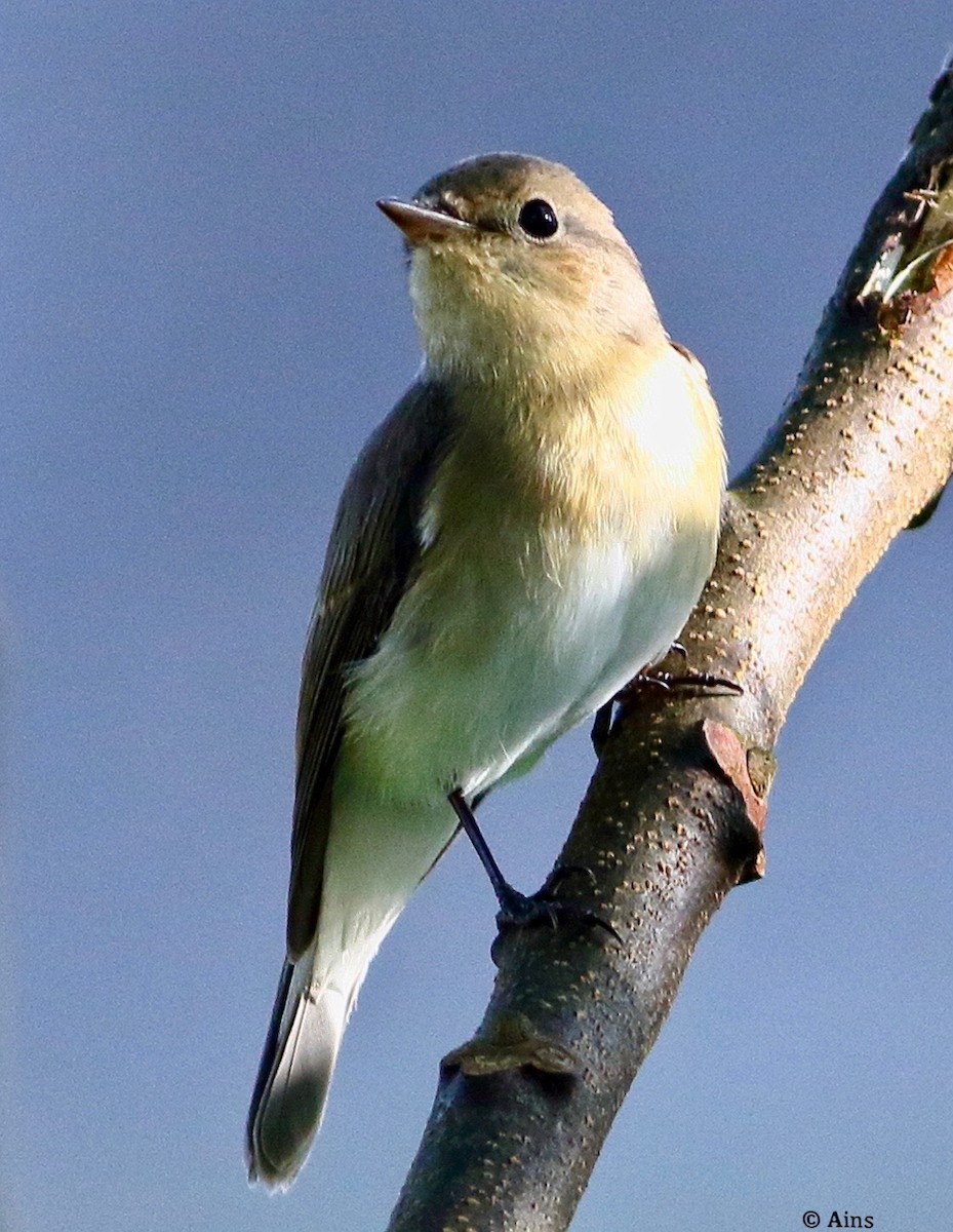 Red-breasted Flycatcher - ML625577164