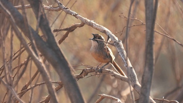 Pilbara Grasswren - ML625577171