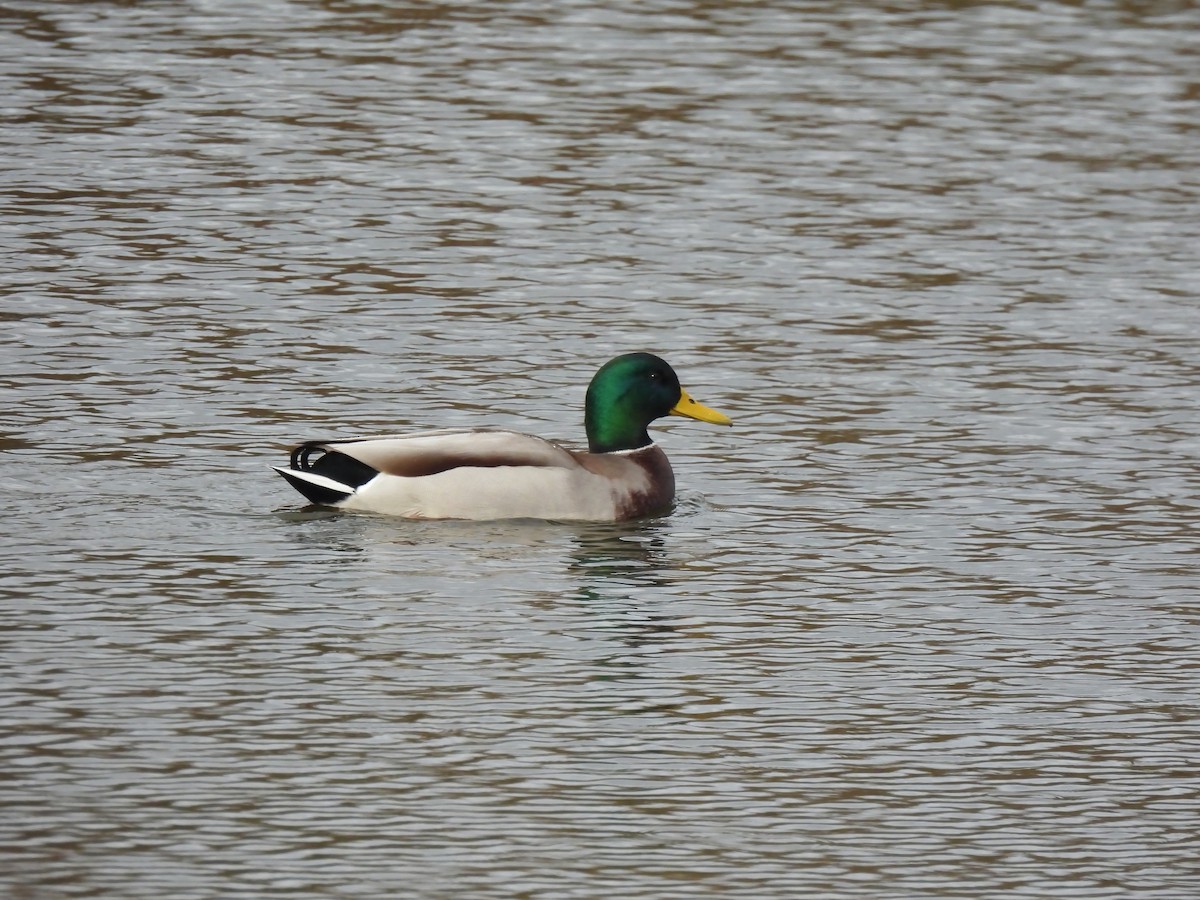 Mallard - Carlos Alberto Ramírez