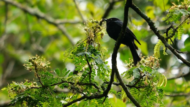 Square-tailed Drongo - ML625577338