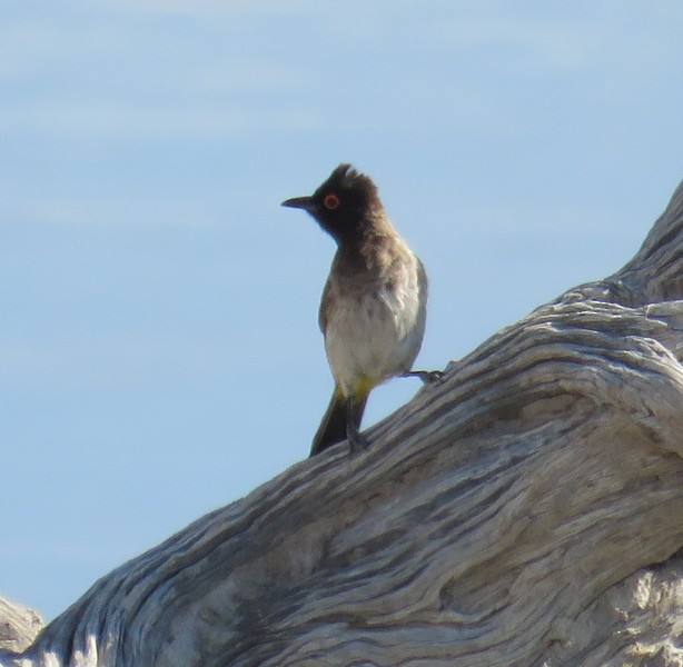 Black-fronted Bulbul - ML625577340