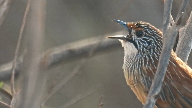 Pilbara Grasswren - ML625577369