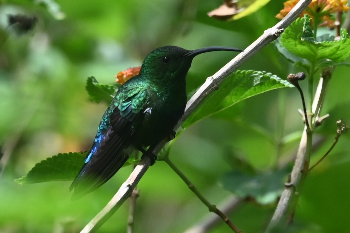 Green-throated Carib - ML625577511