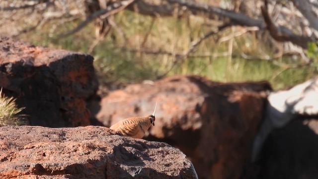 holub křepelčí (ssp. ferruginea) - ML625577548