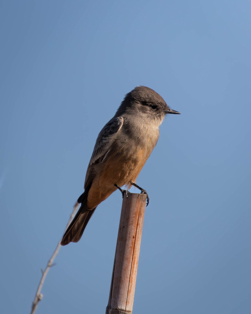 Say's Phoebe - ML625577616