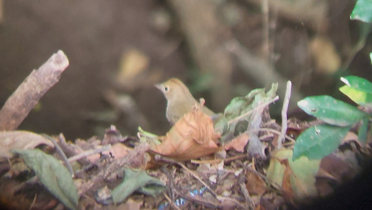 Ovenbird - ML625577668