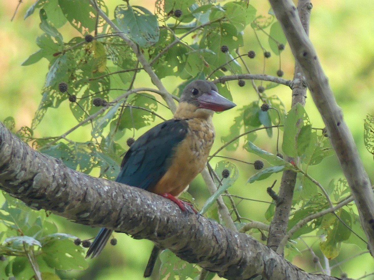 Alción Picocigüeña - ML625577685