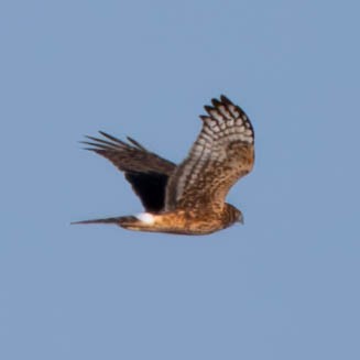 Northern Harrier - ML625577722