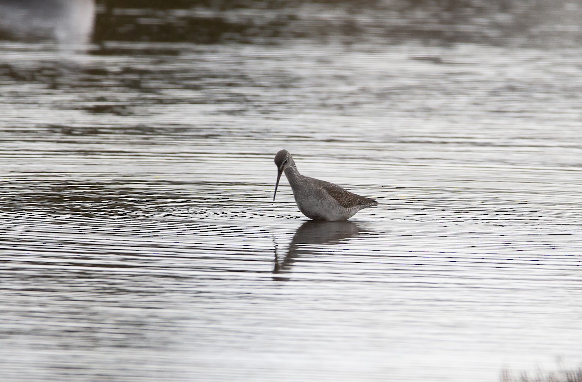 Spotted Redshank - ML625577726