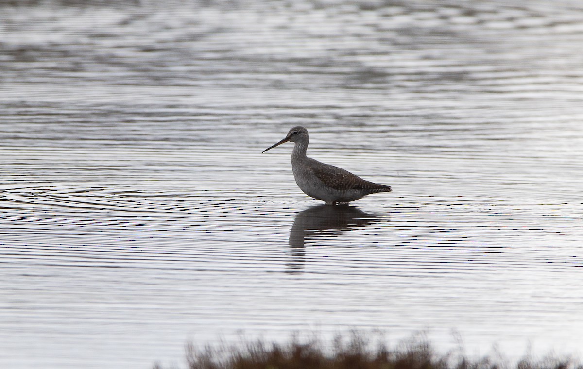 Spotted Redshank - ML625577727