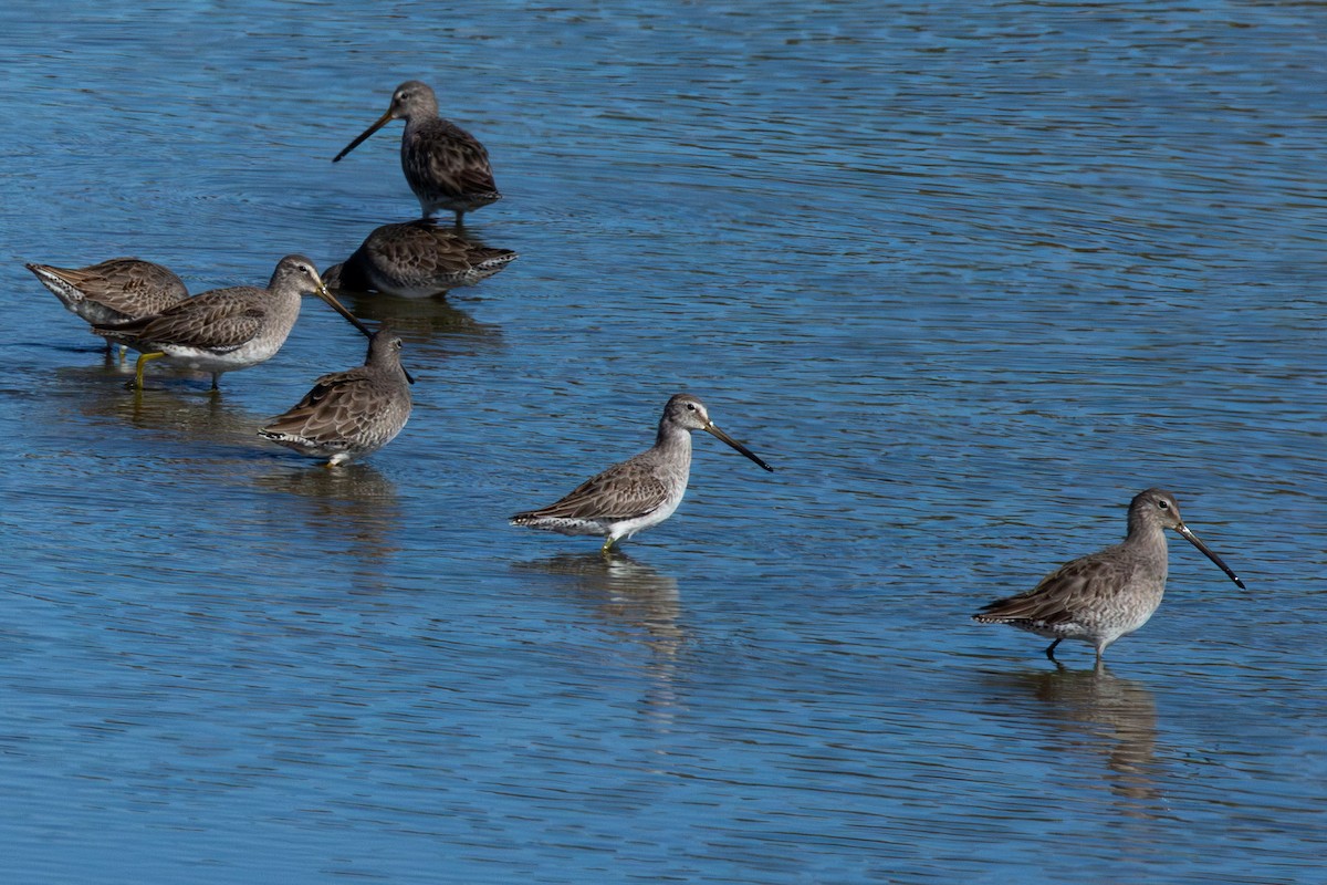 Long-billed Dowitcher - kasey foley