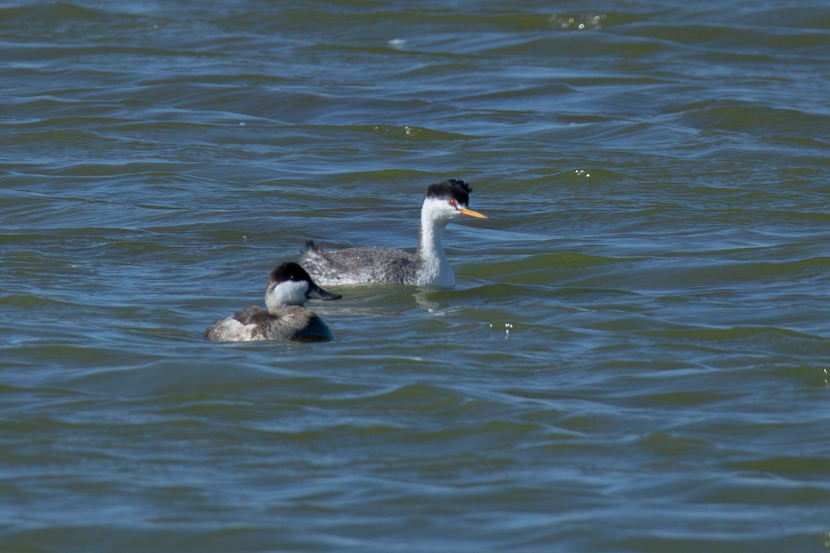 Clark's Grebe - ML625577747