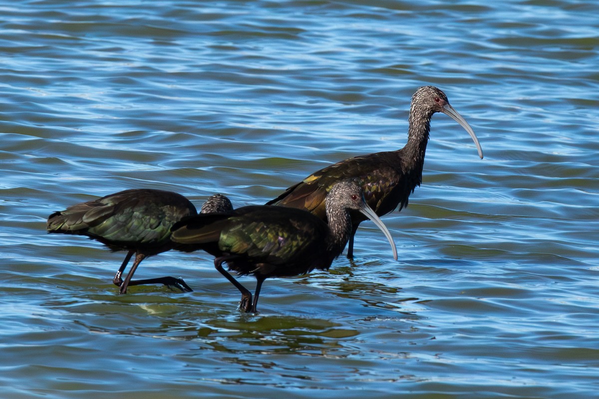 White-faced Ibis - ML625577754