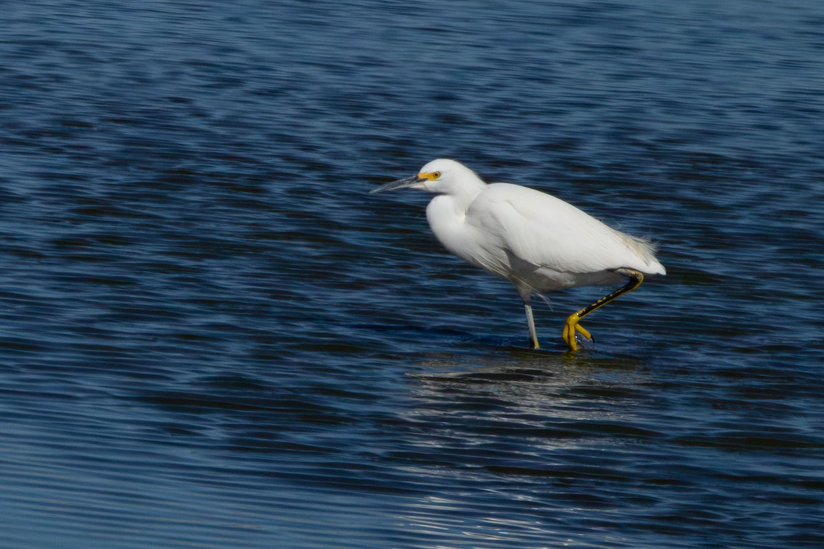 Snowy Egret - ML625577761