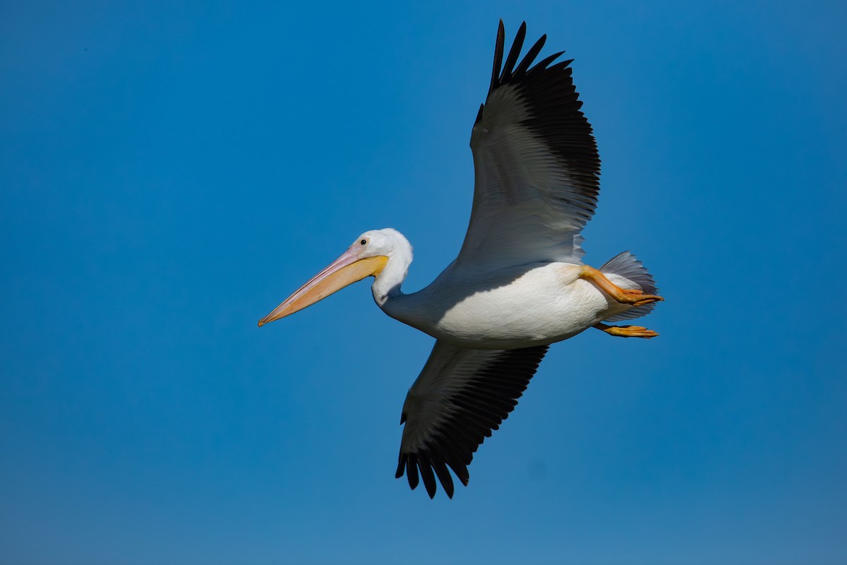 American White Pelican - ML625577765