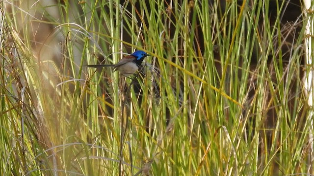 Purple-backed Fairywren - ML625577866