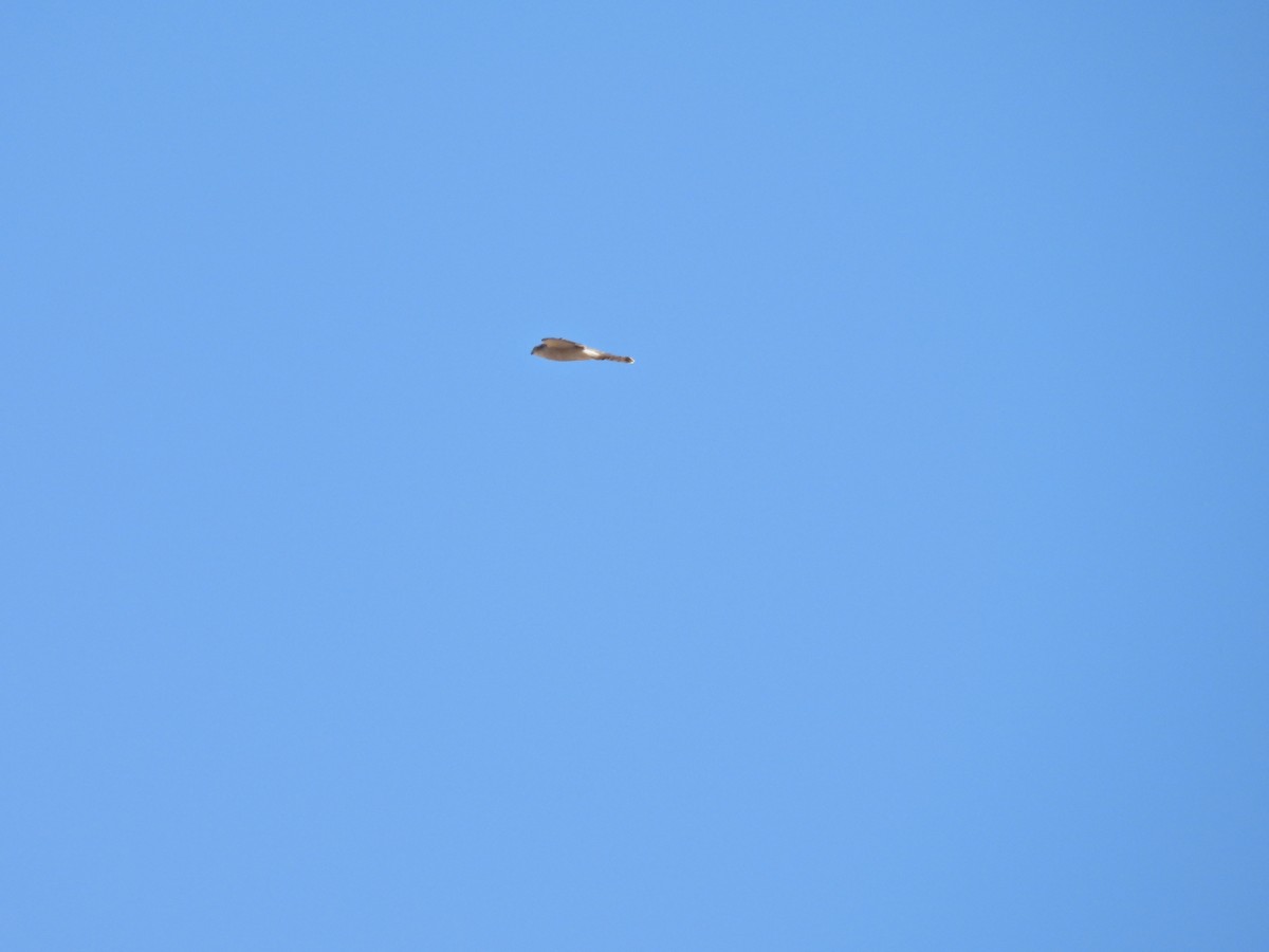 Eurasian Goshawk - Murat Akkaya