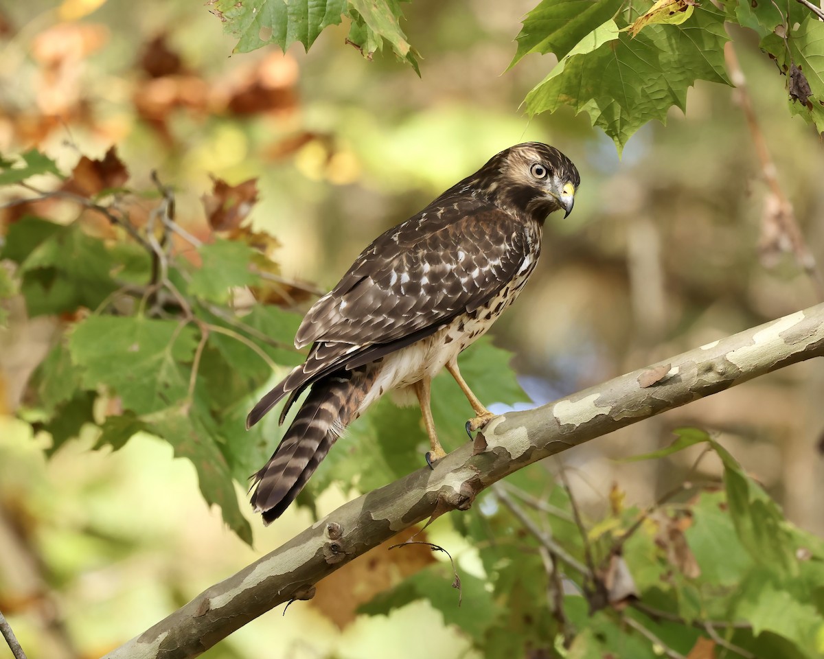 Red-shouldered Hawk - ML625577902