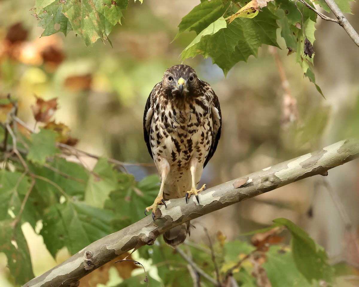 Red-shouldered Hawk - ML625577903