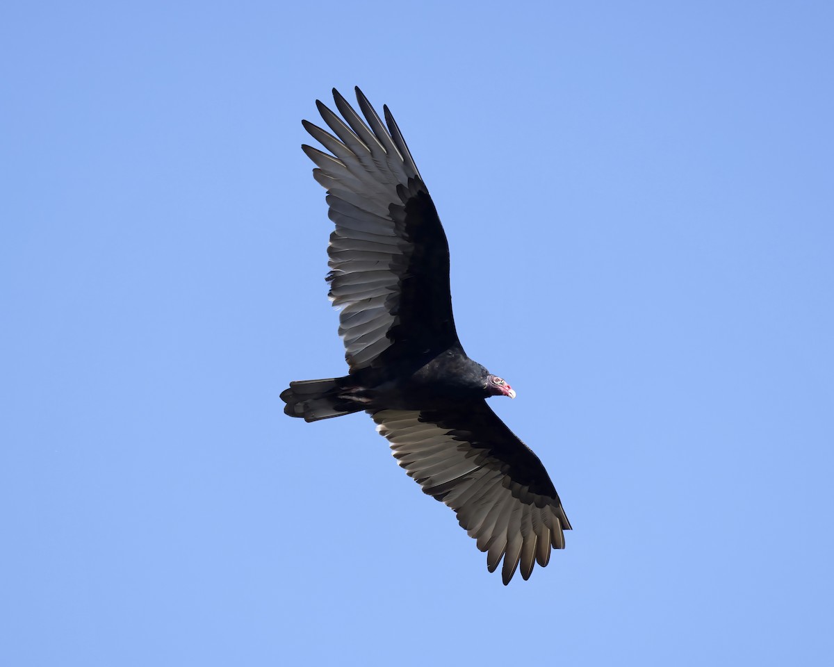 Turkey Vulture - ML625577910