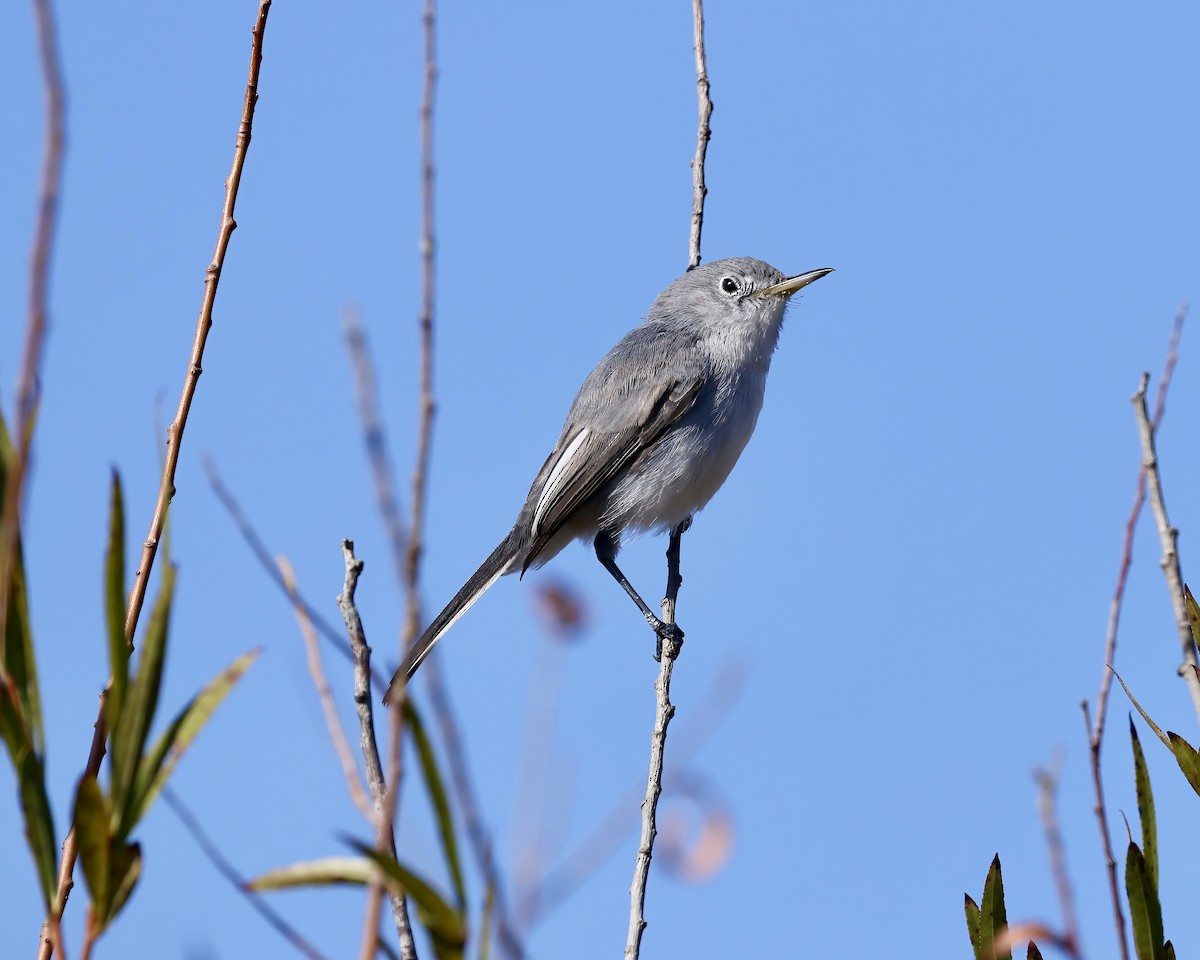 Blue-gray Gnatcatcher - ML625577928
