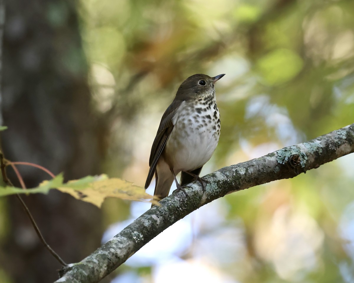 Hermit Thrush - ML625577947