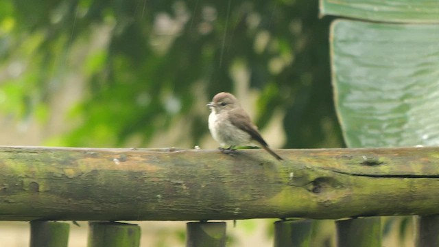 African Dusky Flycatcher - ML625578109