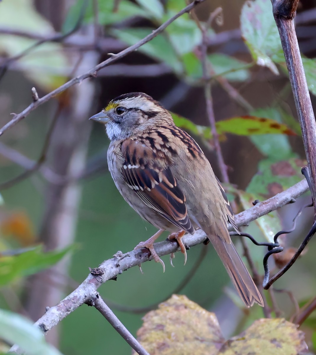 White-throated Sparrow - ML625578159