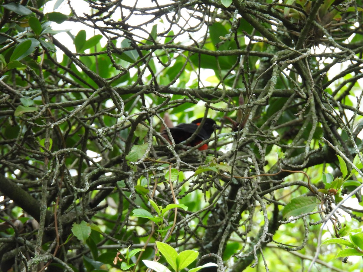 Scarlet-bellied Mountain Tanager - ML625578197