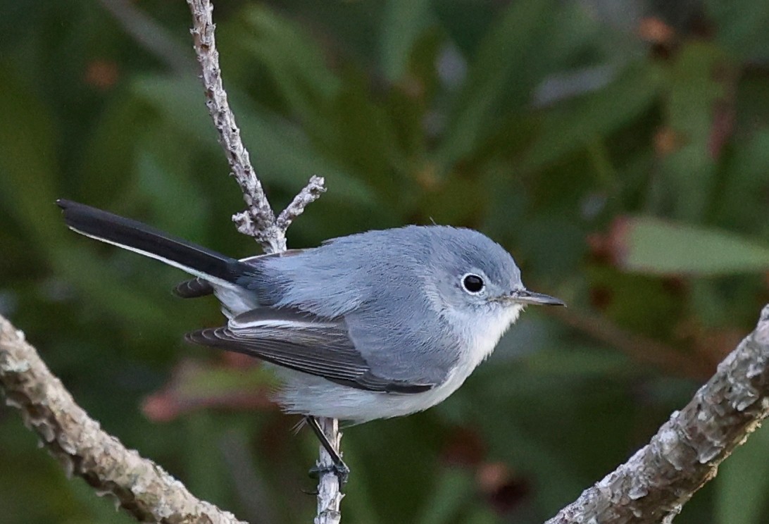 Blue-gray Gnatcatcher - ML625578216