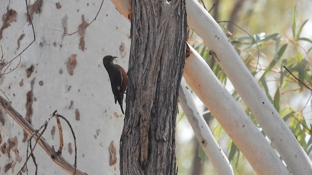 Black-tailed Treecreeper - ML625578232